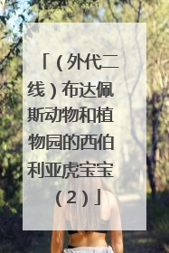 （外代二线）布达佩斯动物和植物园的西伯利亚虎宝宝（2）