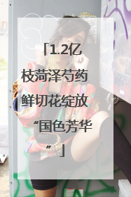 1.2亿枝菏泽芍药鲜切花绽放“国色芳华”