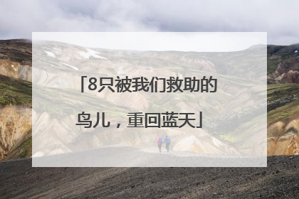 8只被我们救助的鸟儿，重回蓝天